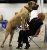 alangu_mastiff-14765.jpg