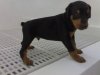 Cute doberman puppy-3.jpg