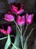 Five_Tulips.jpg
