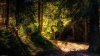 Lighted-Forest-1.jpg