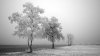 Frozen-Tree-1.jpg