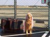 dog at airport.jpg