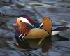 Mandarin-Duck.jpg