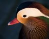 mandarin-duck-head.jpg