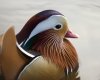 mandarin-duck-close.jpg