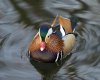 beautiful-mandarin-duck.jpg