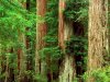 Ancient_Giants,_Big_Basin_Redwood_State_Park,_California.jpg