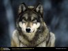 grey-wolf-snow.jpg