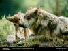 gray-wolves-513218-lw.jpg