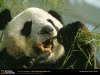 giant-panda-eating.jpg