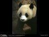 giant-panda-closeup.jpg