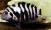 convict cichlid.jpg