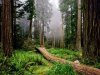 Fallen_Nurse_Log_Redwood_National_Park_California_USA_2741_1024_768.jpg