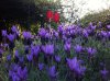 800px-Lavanda_papillon.jpg