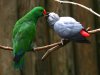 love_parrots-normal.jpg