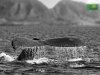 humpback-fluke-black-white-1024.jpg