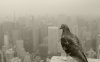 empire_state_pigeon_1920_1200.jpg