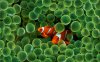 clown_fish_-_wallpaper_1920x1200-791101.jpeg