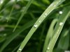 Leaf_and_Grass_1183_1600_1200.jpg