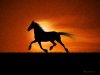 vladstudio_running_horse_1600x1200.jpg