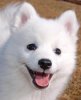 Wilson_Japanese_Spitz_01.jpg