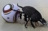 Dung beetle.jpg