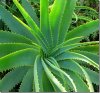 plants1704.jpg