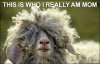 funny-sheep-long-hair.jpg