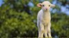 small-sheep-wallpaper.jpg