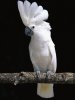 Cockatoo Umbrella 01.jpg