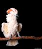 Cockatoo Moluccan 01.jpg