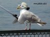 normal_fishing_gull.jpg