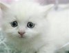 sad-kitteh.jpg
