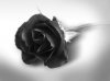 black rose wallpaper by cool images (4).jpg
