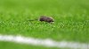 gun__1384338455_mouse_manutd.jpg