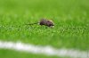 gun__1384338455_mouse_manutd.jpg