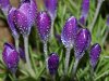 Nature_Flowers_Flowers_after_a_rain_022781_ (640x480).jpg