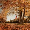 afternoon_boy_fall_orange_swinging_tree_575da3460b75857a03c3917092232cde_h.jpg