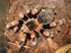 b_smithi_05.jpg