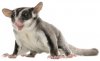 sugar-glider-bb.jpg