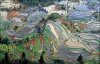 rice-fields01.jpg