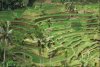 rice-fields01_1.jpg