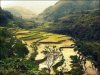 rice-fields02.jpg