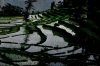 rice-fields03_1.jpg