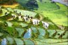 rice-fields05.jpg