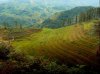 rice-fields05_1.jpg