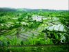 rice-fields06.jpg
