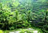 rice-fields07.jpg
