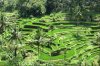 rice-fields08.jpg
