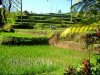 rice-fields08_1.jpg